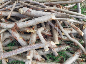 full frame background of pile of cut wood twigs t20 moE1Ov